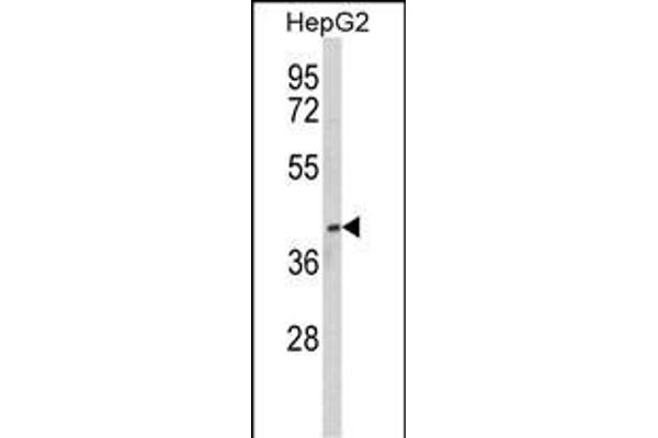 PON3 antibody  (N-Term)