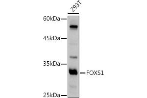 FOXS1 antibody  (AA 121-330)