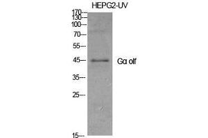 Image no. 2 for anti-Guanine Nucleotide Binding Protein, alpha Stimulating, Olfactory Type (GNAL) (Internal Region) antibody (ABIN3184967)