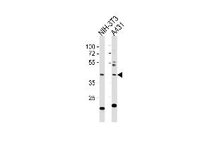 Image no. 3 for anti-E2F Transcription Factor 1 (E2F1) (AA 342-371) antibody (ABIN391858)