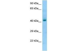 Image no. 1 for anti-Pepsinogen 4, Group I (Pepsinogen A) (PGA4) (C-Term) antibody (ABIN2790303)