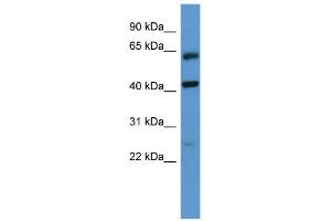 Image no. 1 for anti-G Protein-Coupled Receptor, Family C, Group 5, Member B (GPRC5B) (N-Term) antibody (ABIN2788217)