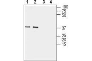 Western blot analysis of mouse (lanes 1 and 3) and rat (lanes 2 and 4) brain membranes:  - 1,2.