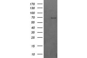 Image no. 1 for anti-beta-Transducin Repeat Containing (BTRC) (AA 52-354) antibody (ABIN1491577)