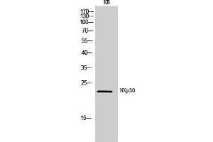 Image no. 1 for anti-Natural Cytotoxicity Triggering Receptor 3 (NCR3) (Internal Region) antibody (ABIN3181469)