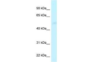 CPVL antibody  (Middle Region)