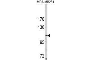 Image no. 1 for anti-Sorbin and SH3 Domain Containing 2 (Sorbs2) (N-Term) antibody (ABIN453519)