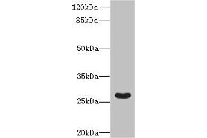 Western blot All lanes: FAM122B antibody at 5 μg/mL + Mouse brain tissue Secondary Goat polyclonal to rabbit IgG at 1/10000 dilution Predicted band size: 27, 28, 30, 20 kDa Observed band size: 27 kDa