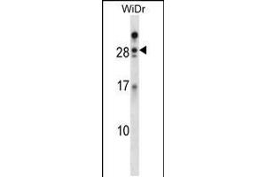 Image no. 1 for anti-Azurocidin 1 (AZU1) (AA 67-96) antibody (ABIN5532829)