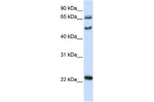 Image no. 1 for anti-UNC Homeobox (UNCX) (N-Term) antibody (ABIN928159)