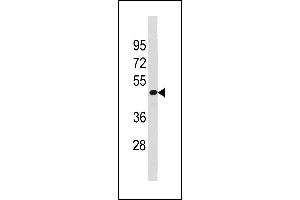 Image no. 1 for anti-TAF7-Like RNA Polymerase II, TATA Box Binding Protein (TBP)-Associated Factor, 50kDa (TAF7L) (AA 68-96), (N-Term) antibody (ABIN1881869)