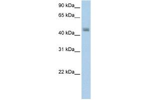 Image no. 2 for anti-Phenylalanine-tRNA Synthetase 2 (Mitochondrial) (FARS2) (N-Term) antibody (ABIN2779002)