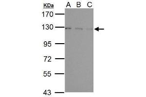 Image no. 4 for anti-Ubiquitin Specific Peptidase 15 (USP15) (C-Term) antibody (ABIN2855881)