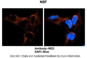 Image no. 3 for anti-N-Ethylmaleimide-Sensitive Factor (NSF) (C-Term) antibody (ABIN2778969)
