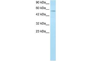 Image no. 1 for anti-MLLT1, super elongation complex subunit (MLLT1) (Middle Region) antibody (ABIN2777536)
