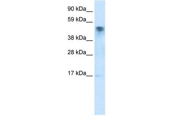 anti-FLJ13798 (FLJ13798) (C-Term) antibody