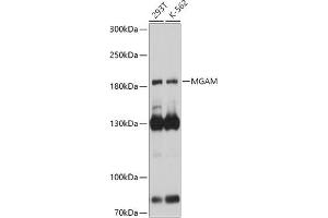 AGLU antibody  (AA 860-1090)