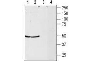 anti-Neuropeptide Y Receptor Y2 (NPY2R) (AA 346-364), (C-Term), (Intracellular) antibody
