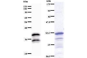 Image no. 2 for anti-Ventral Anterior Homeobox 2 (VAX2) antibody (ABIN932999)