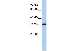 Image no. 1 for anti-F-Box Protein 16 (FBXO16) (N-Term) antibody (ABIN2785298)