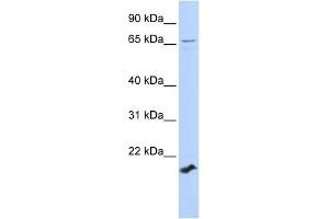 anti-Zinc Finger Protein 37 Homolog (ZFP37) (Middle Region) antibody