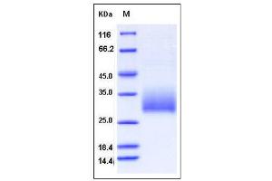 Image no. 1 for Killer Cell Lectin-Like Receptor Subfamily B Member 1A (Klrb1a) (AA 67-227) protein (His tag) (ABIN2008320)