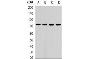 Image no. 1 for anti-Actin Filament Associated Protein 1 (AFAP1) (full length) antibody (ABIN6005066)