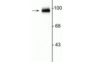 Image no. 2 for anti-GRIP1 Associated Protein 1 (GRIPAP1) (C-Term) antibody (ABIN361431)