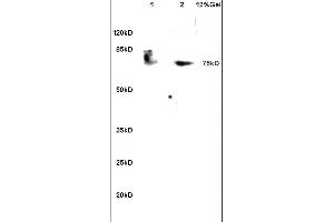 anti-Poly(A) Binding Protein, Cytoplasmic 1 (PABPC1) (meArg455), (meArg460) antibody