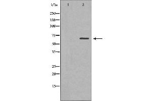 Image no. 1 for anti-Sorting Nexin 9 (SNX9) (Internal Region) antibody (ABIN6265213)