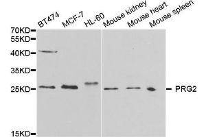 PRG2 antibody  (AA 17-222)