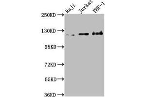 MICAL1 抗体  (AA 806-1067)