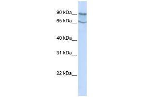 Image no. 1 for anti-Mitogen-Activated Protein Kinase Kinase Kinase Kinase 2 (MAP4K2) (N-Term) antibody (ABIN634356)