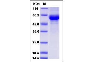 Image no. 1 for Cellular Repressor of E1A-Stimulated Genes 1 (CREG1) (AA 1-220) protein (Fc Tag) (ABIN2008552)