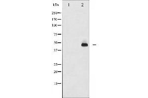 Image no. 3 for anti-Jun Proto-Oncogene (JUN) (pThr93) antibody (ABIN6255754)
