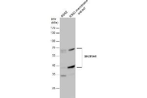 Image no. 3 for anti-Sec61 alpha 1 Subunit (SEC61A1) (C-Term) antibody (ABIN2856382)