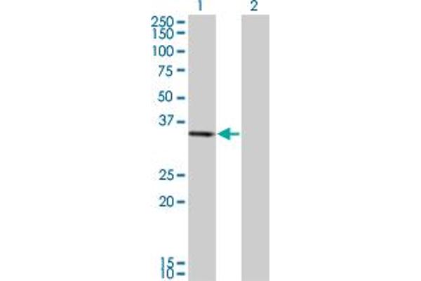 anti-Pirin (PIR) (AA 1-290) antibody