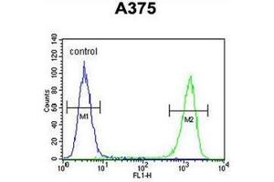 FAM96B 抗体  (C-Term, N-Term)
