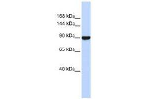 Image no. 1 for anti-Advillin (AVIL) (C-Term) antibody (ABIN6740558)