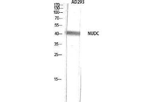 Image no. 1 for anti-NUDC (Tyr577) antibody (ABIN3185975)