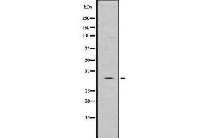 Image no. 1 for anti-Baculoviral IAP Repeat-Containing 8 (BIRC8) antibody (ABIN6262574)