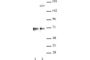 Image no. 1 for anti-RNA Binding Motif Protein 39 (RBM39) (N-Term) antibody (ABIN6972593)