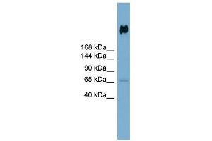 Image no. 1 for anti-Deleted in Malignant Brain Tumors 1 (DMBT1) (N-Term) antibody (ABIN632489)