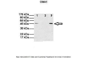 OMA1 抗体  (Middle Region)