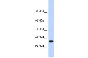 Image no. 1 for anti-Egl-9 Family Hypoxia Inducible Factor 2 (EGLN2) (N-Term) antibody (ABIN2775992)