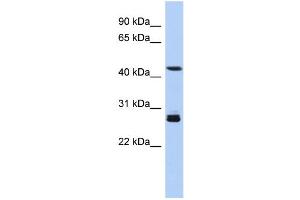Image no. 3 for anti-Synaptotagmin IX (SYT9) (Middle Region) antibody (ABIN2774045)