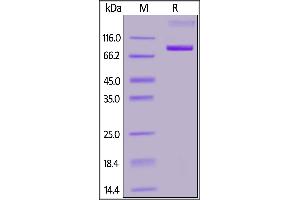 Image no. 2 for CD33 (CD33) (AA 18-259) (Active) protein (Fc Tag,FITC) (ABIN6973265)