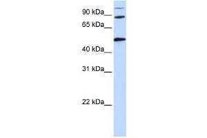 Image no. 1 for anti-Component of Oligomeric Golgi Complex 4 (COG4) antibody (ABIN2459867)