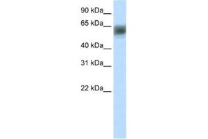 Image no. 1 for anti-AT Rich Interactive Domain 3B (BRIGHT-Like) (ARID3B) antibody (ABIN2460904)