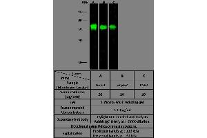 Image no. 1 for anti-Fms-Related tyrosine Kinase 3 (FLT3) (AA 1-200) antibody (ABIN1996829)